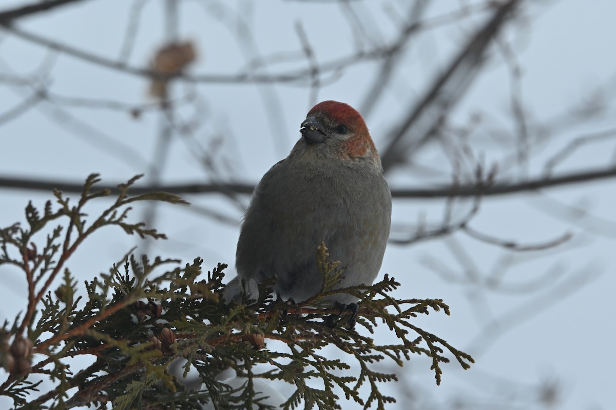 Durbec des sapins - ML647483232