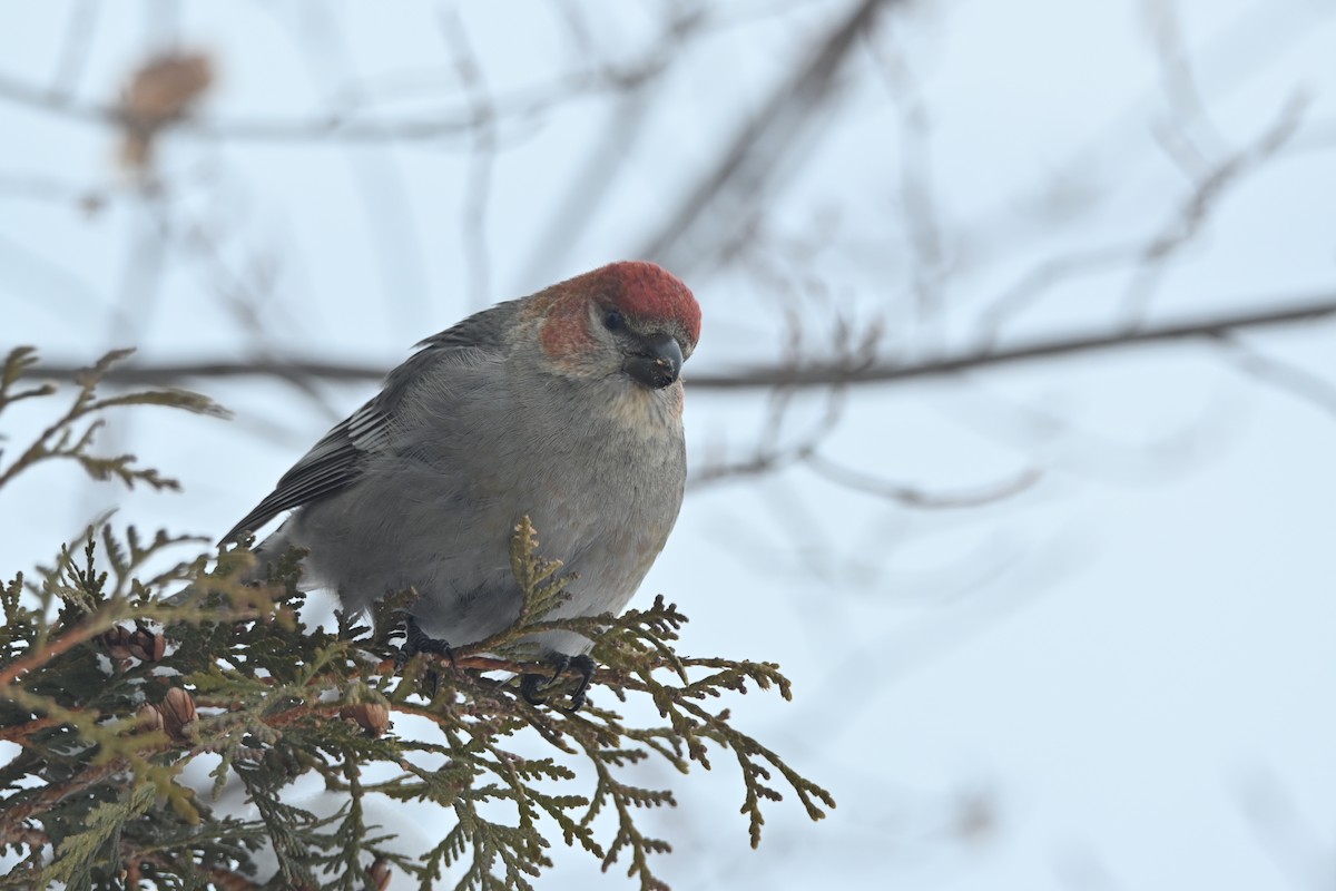 Durbec des sapins - ML647483233