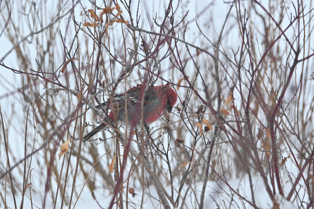 Durbec des sapins - ML647483235