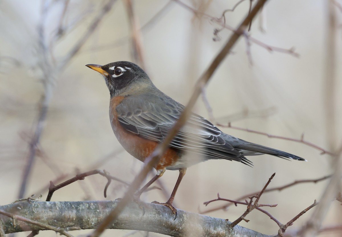 Merle d'Amérique - ML647483236