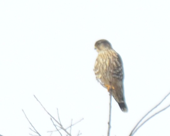 Faucon émerillon - ML647483237