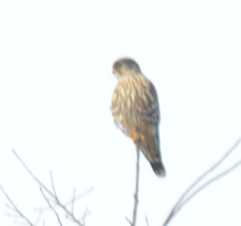 Faucon émerillon - ML647483238