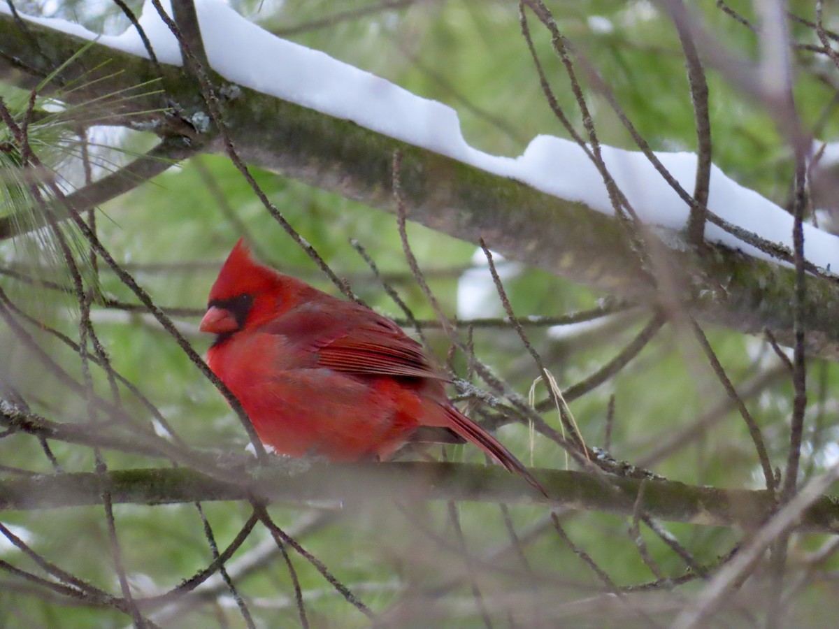 Cardinal rouge - ML647483240