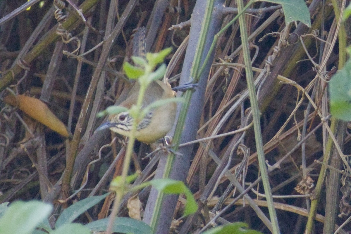 Troglodyte joyeux - ML647483243