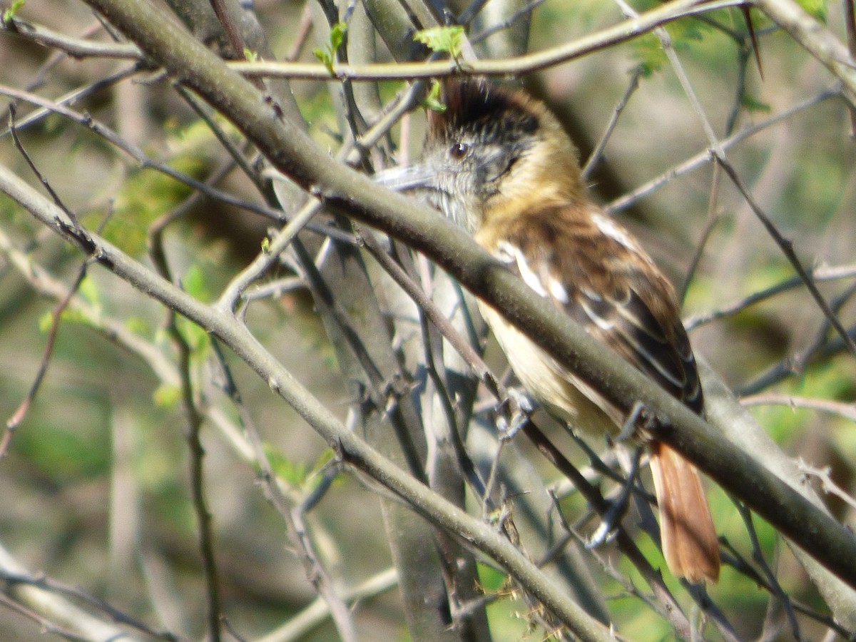 Batara de Bernard - ML647483244