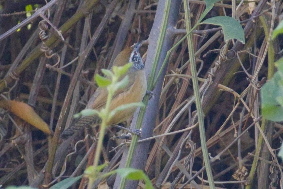 Troglodyte joyeux - ML647483245