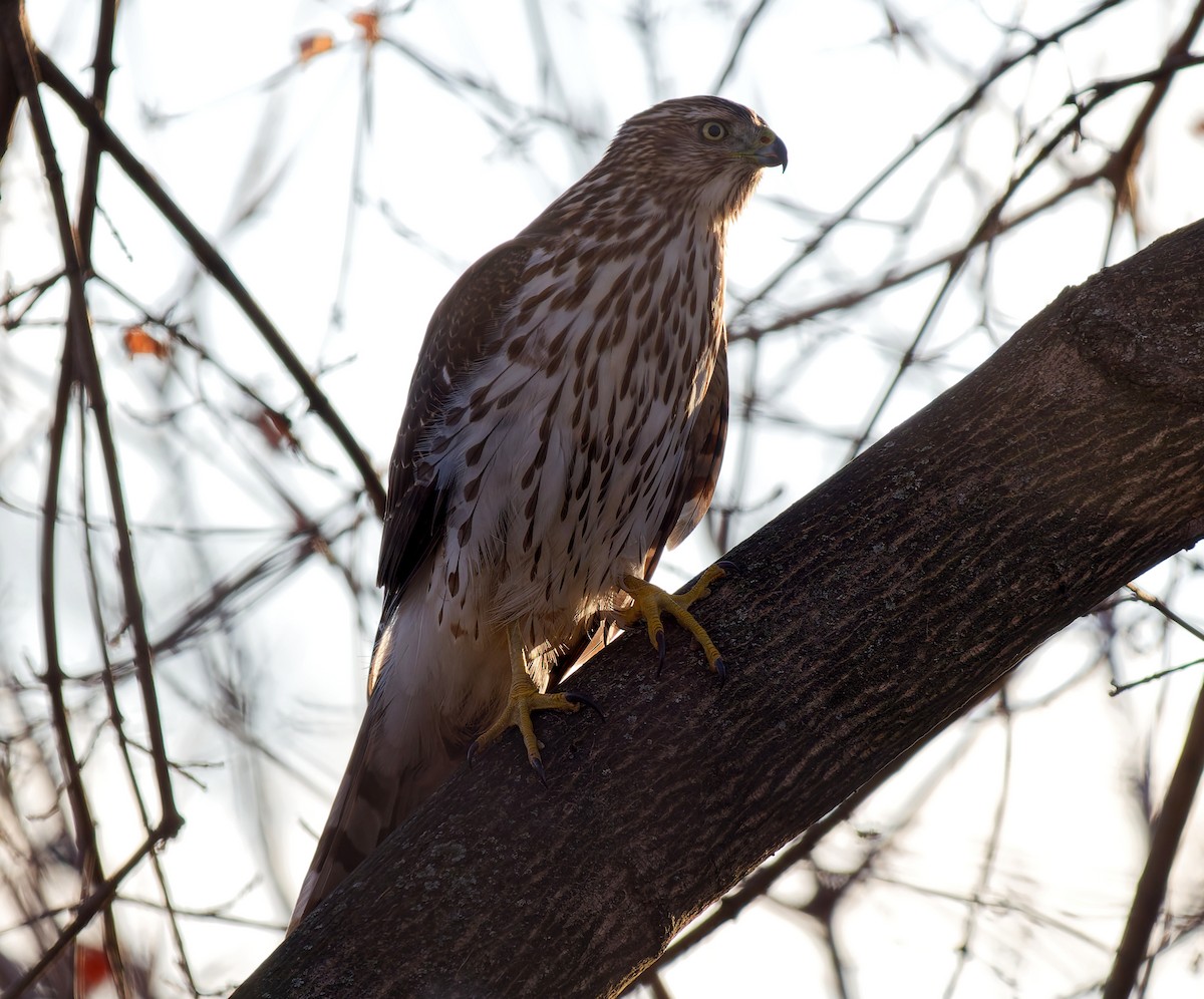 Cooper's Hawk - ML647483259