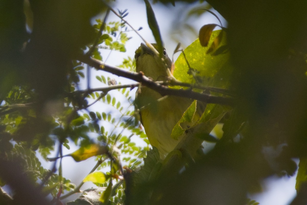 White-eyed Vireo - ML647483284