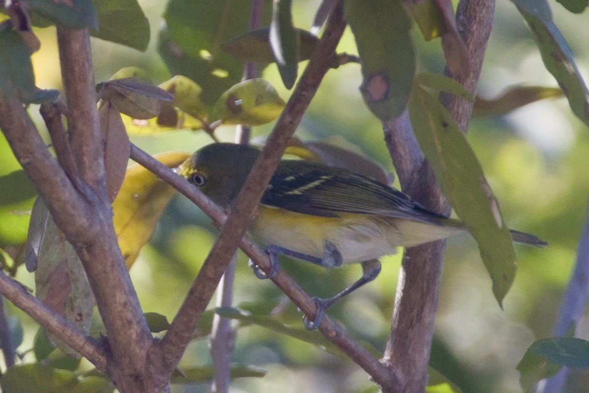 White-eyed Vireo - ML647483288