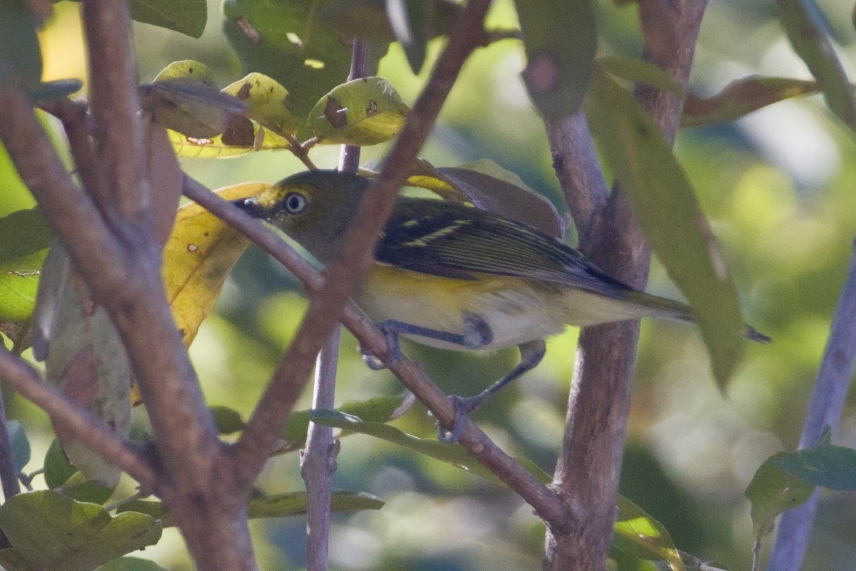 White-eyed Vireo - ML647483289