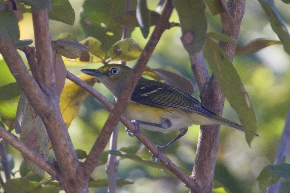 White-eyed Vireo - ML647483290