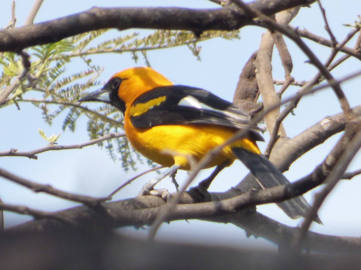 White-edged Oriole - ML647483297