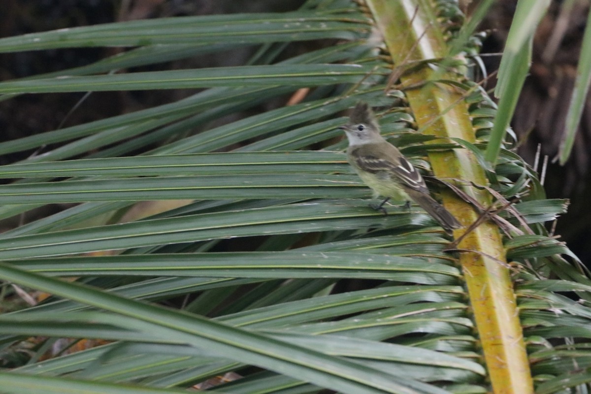 Желтобрюхая эления - ML647483299