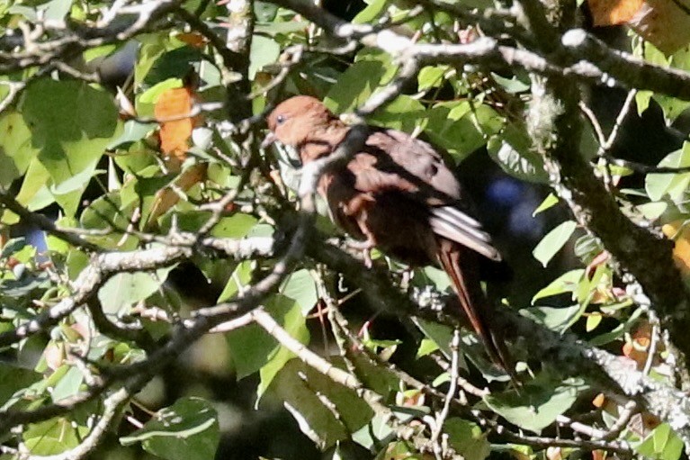 sundagjøkdue - ML647483300