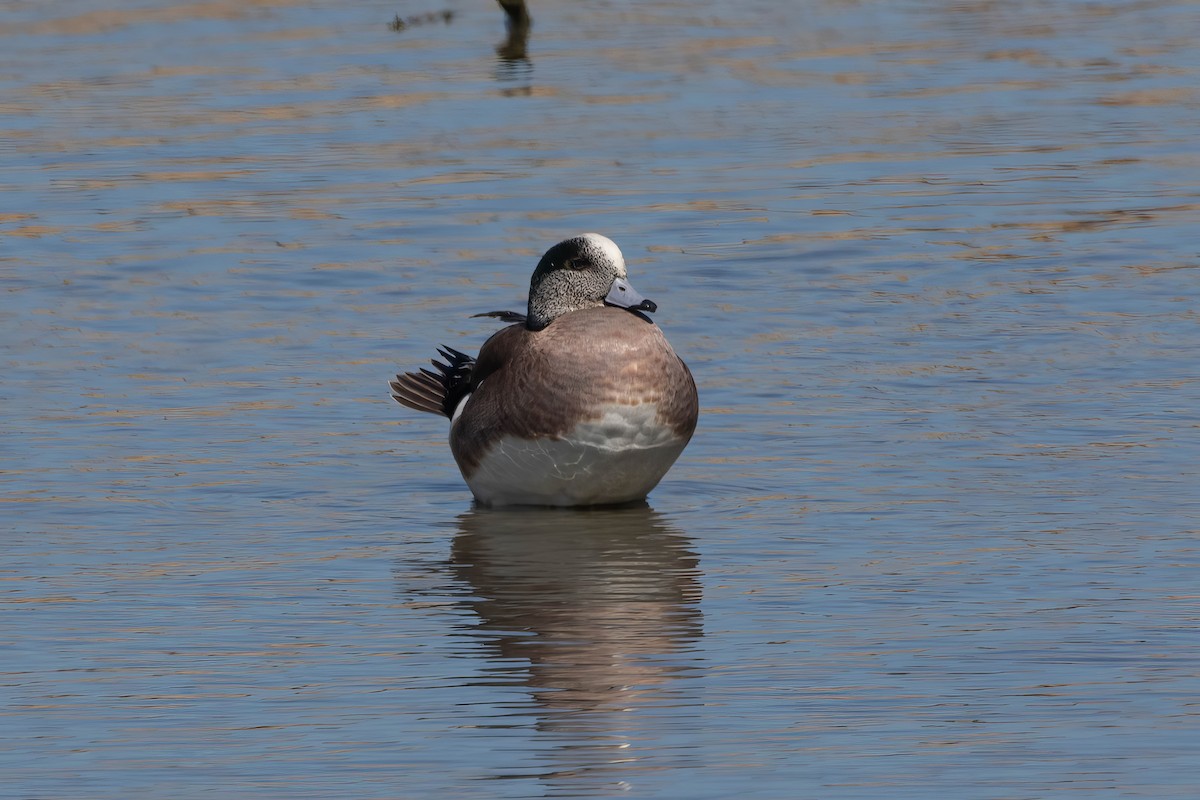 Свищ американський - ML647483328