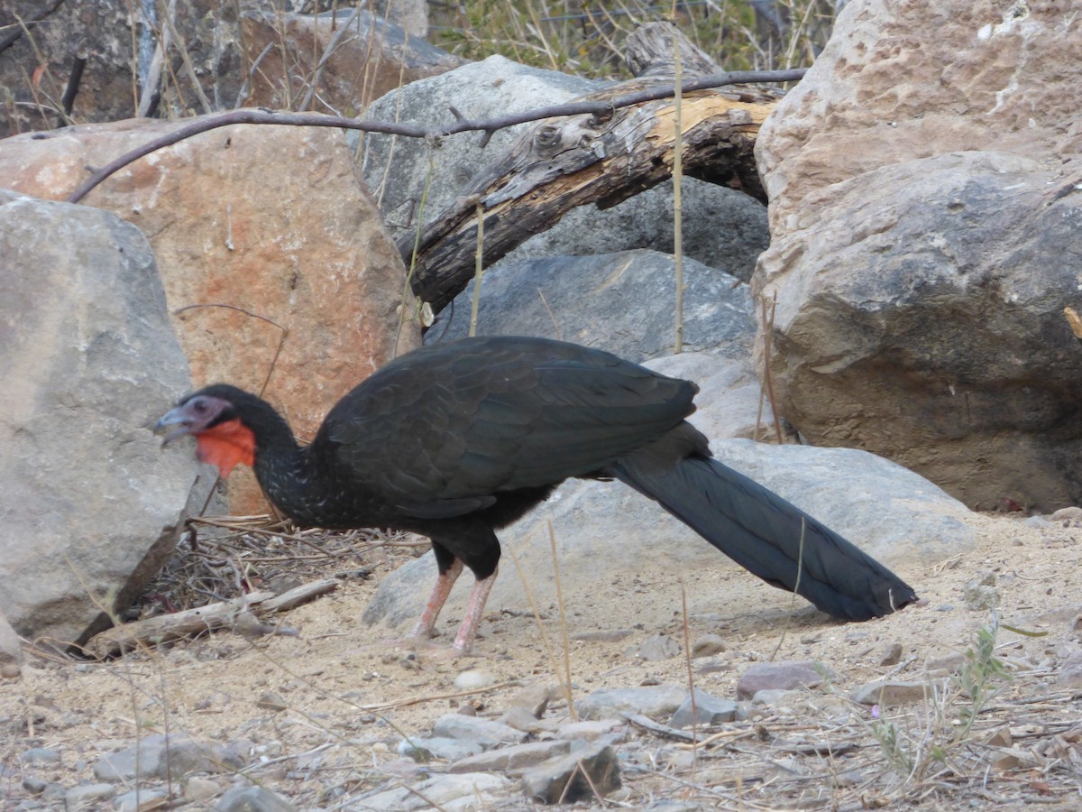 White-winged Guan - ML647483329