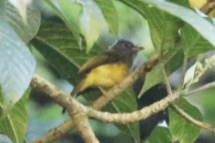 Gray-headed Canary-Flycatcher - ML647483333