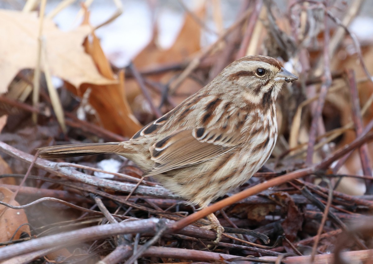 Song Sparrow - ML647483334