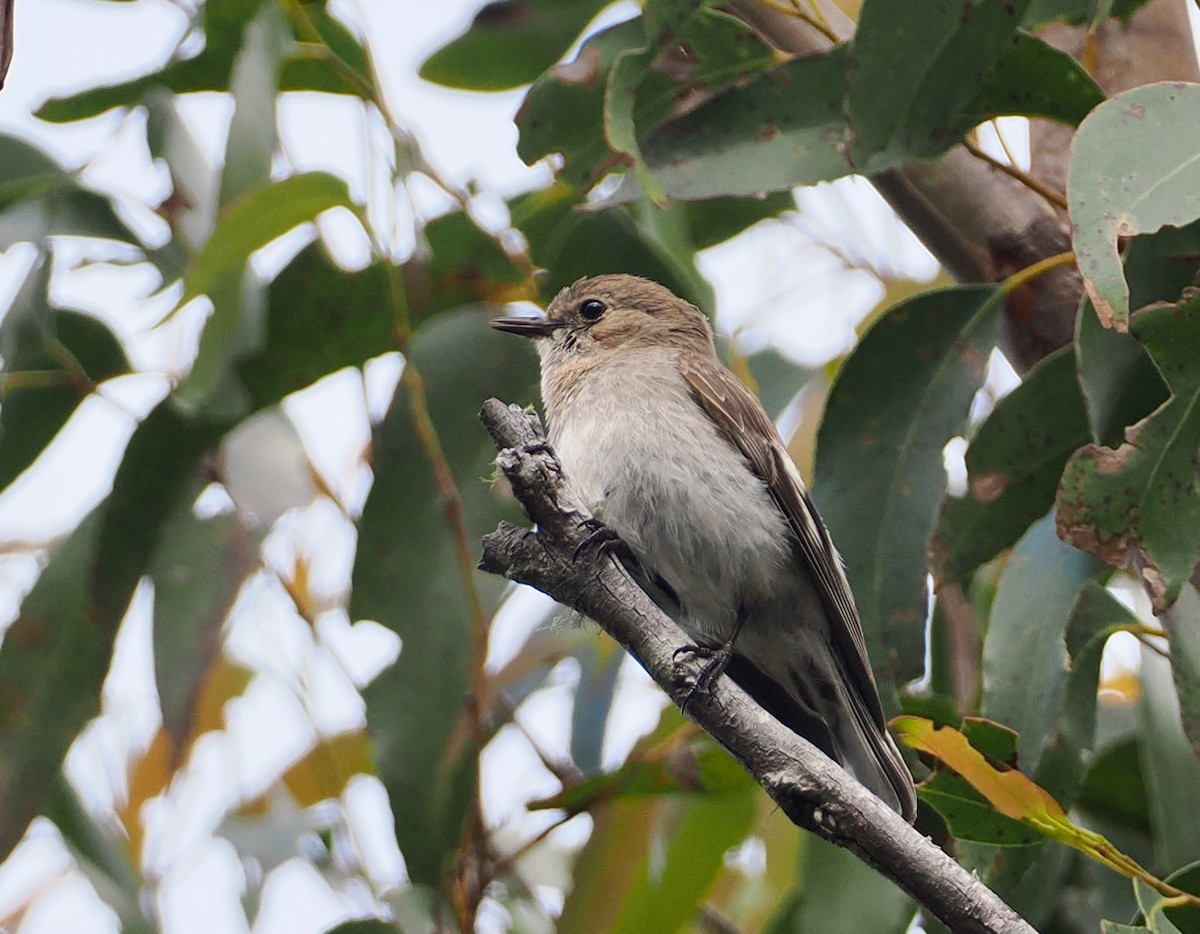 Flame Robin - ML647483336