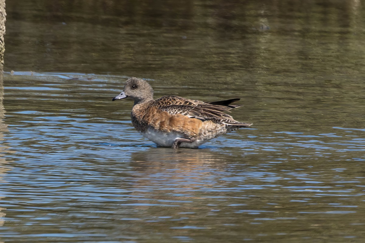 Свищ американський - ML647483355