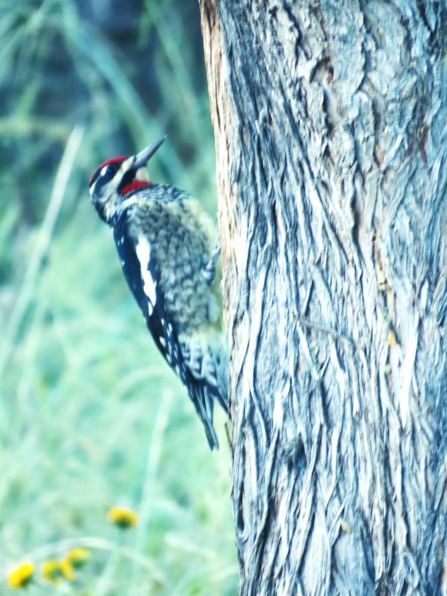 Rotnacken-Saftlecker - ML647483365