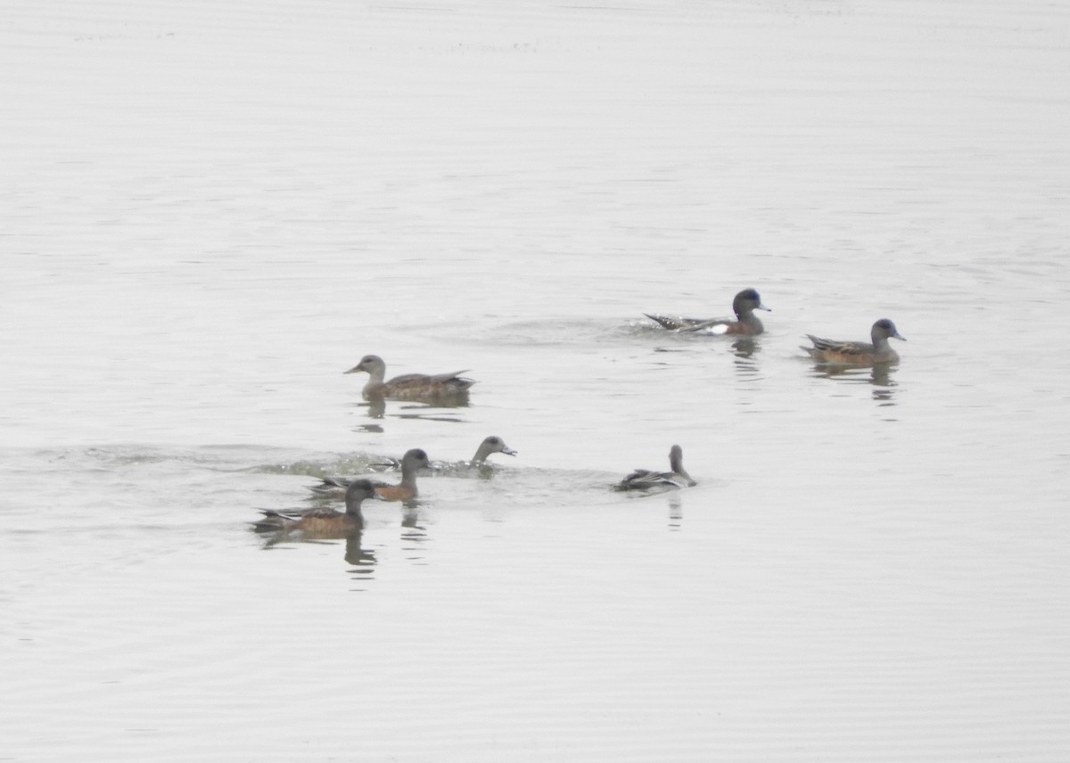 Свищ американський - ML647483372