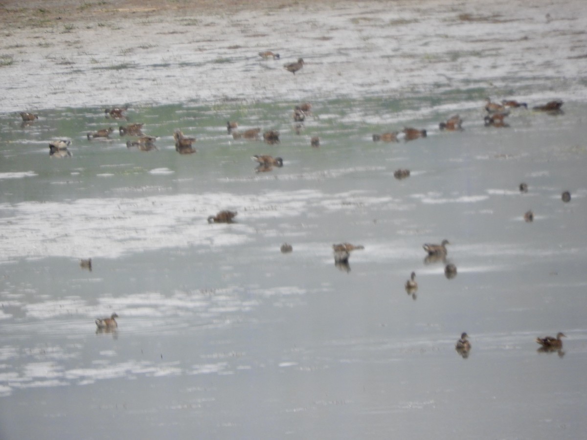 Свищ американський - ML647483373