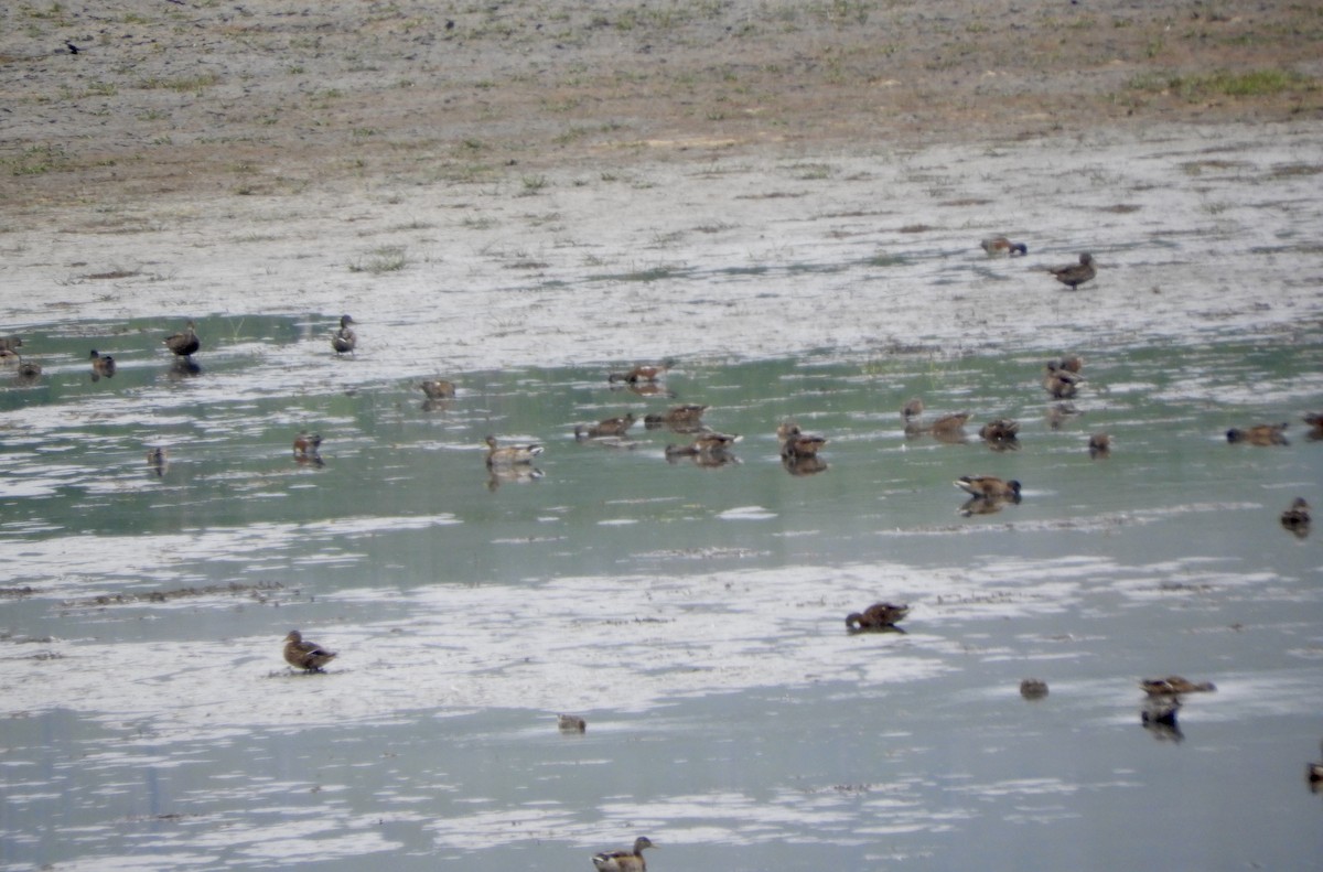 Свищ американський - ML647483374