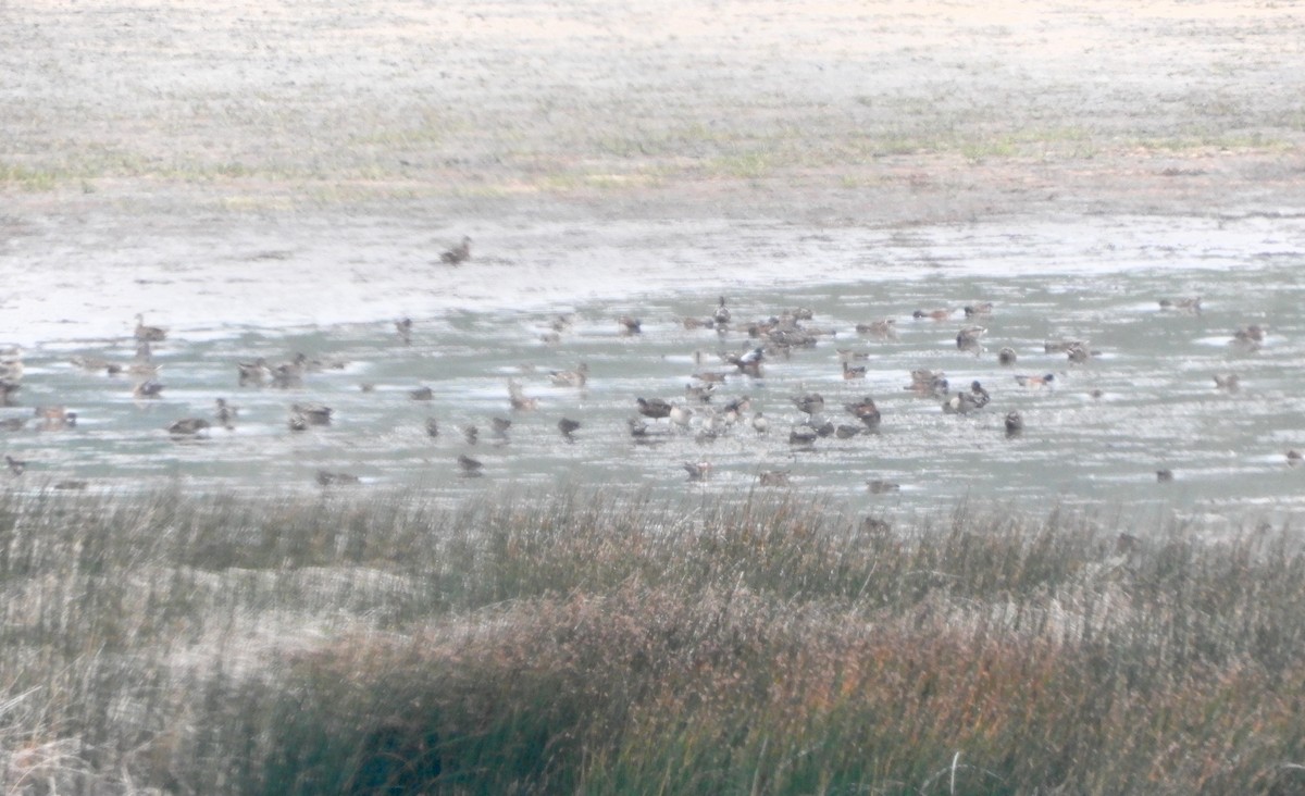 Свищ американський - ML647483375