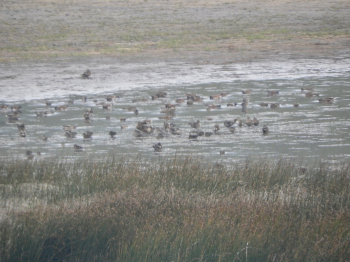 Свищ американський - ML647483376