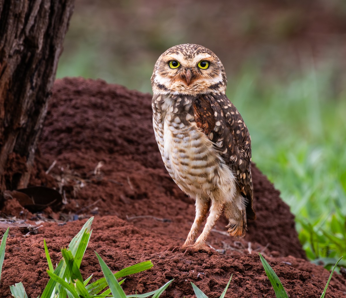 Burrowing Owl - ML647483377