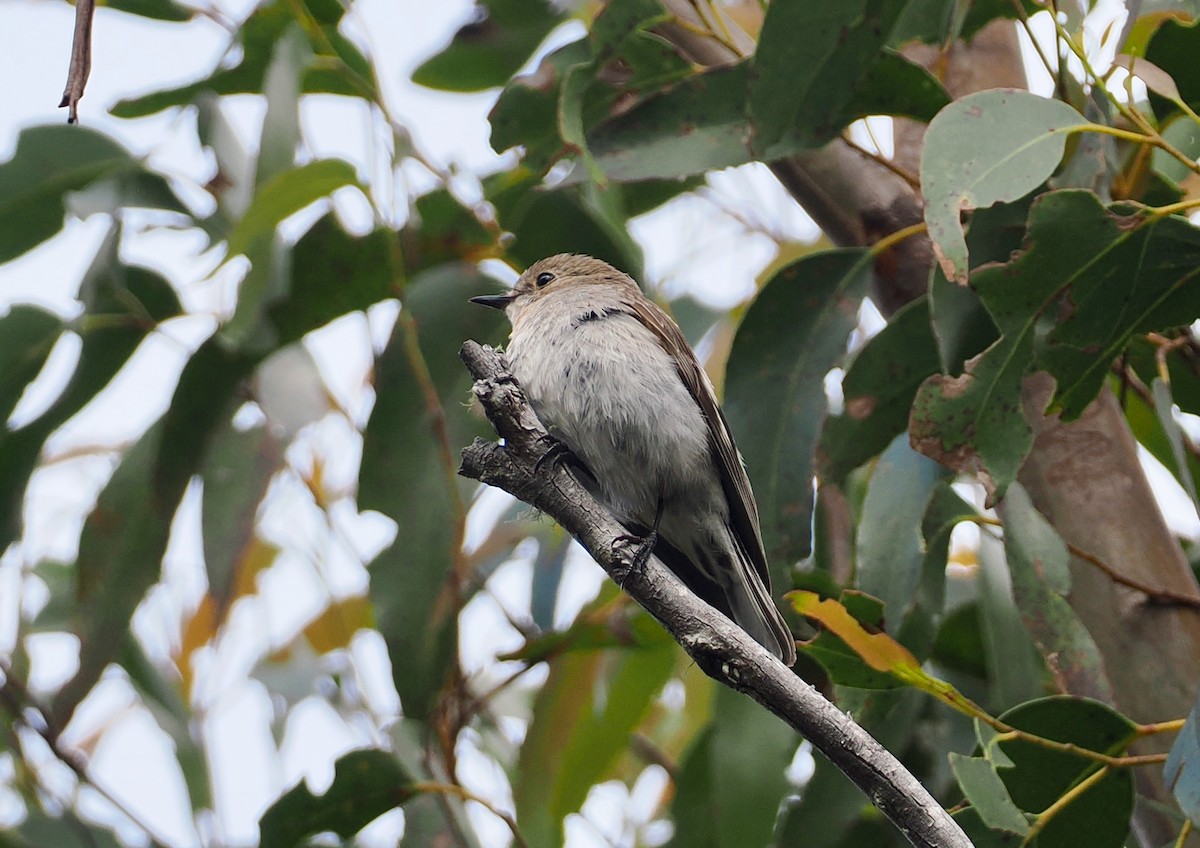 Flame Robin - ML647483386