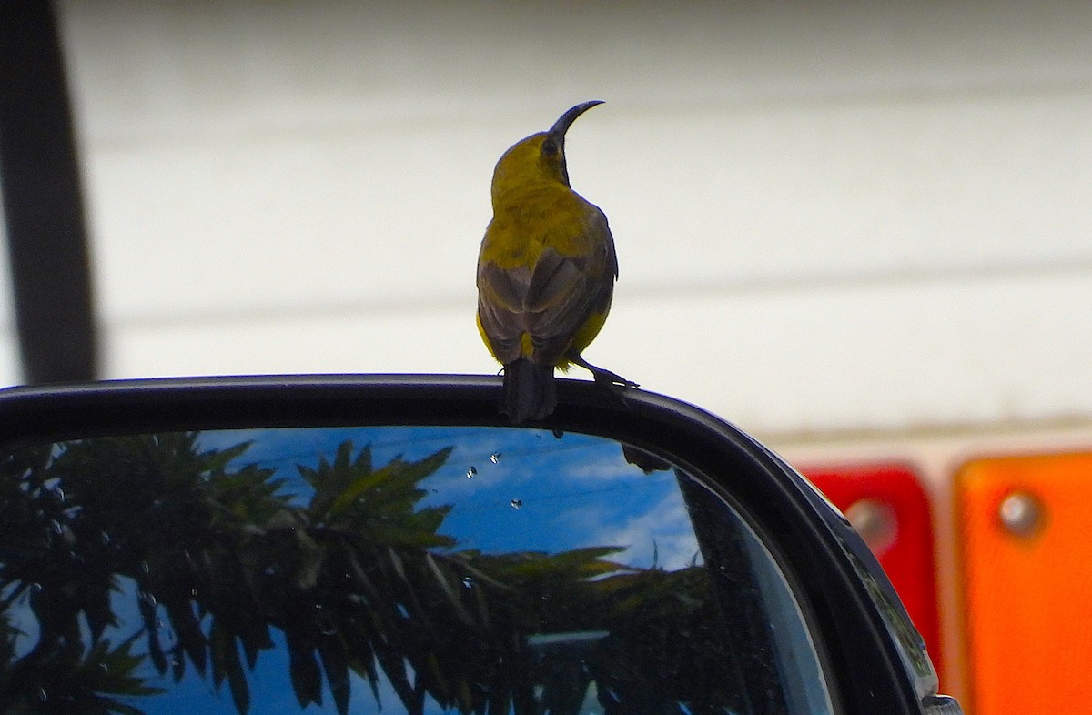 Sahul Sunbird - ML647483398