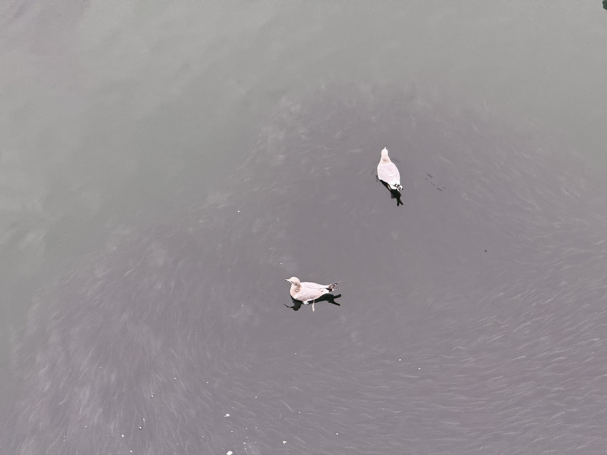 שחף אפרורי אמריקני - ML647483424