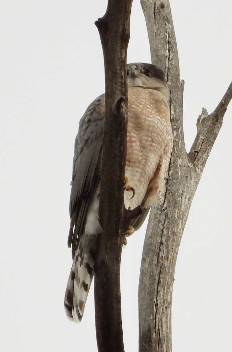 Cooper's Hawk - ML647483428