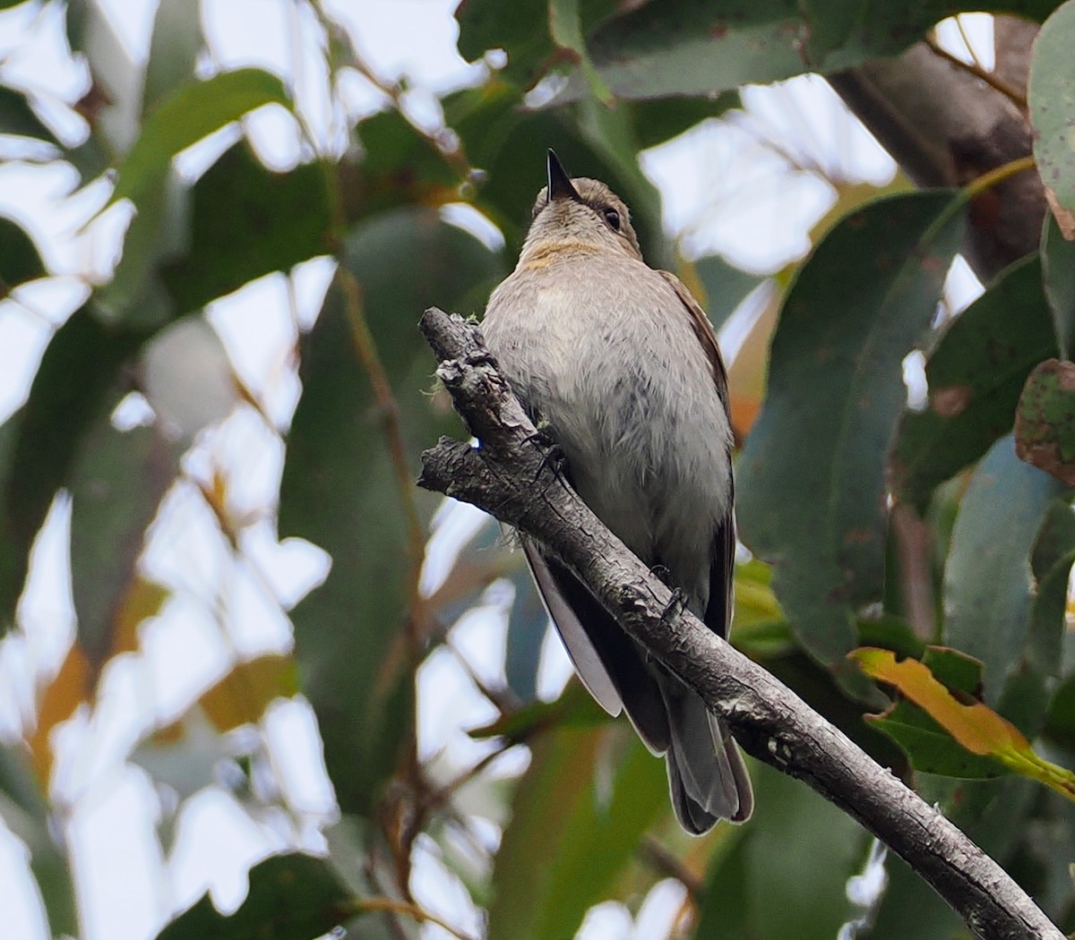 Flame Robin - ML647483430