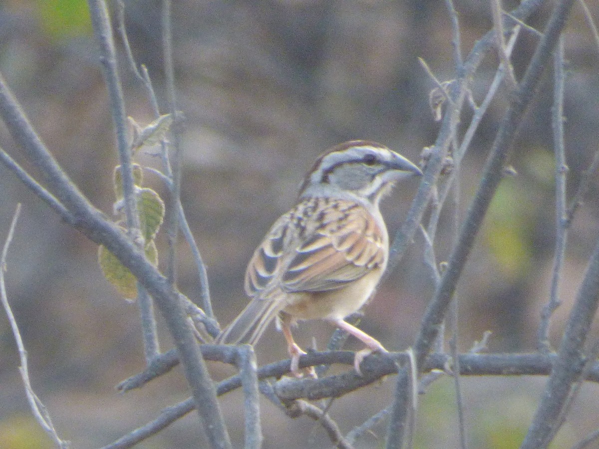 Tumbes Sparrow - ML647483431