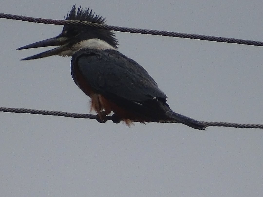 Ringed Kingfisher - ML647483432