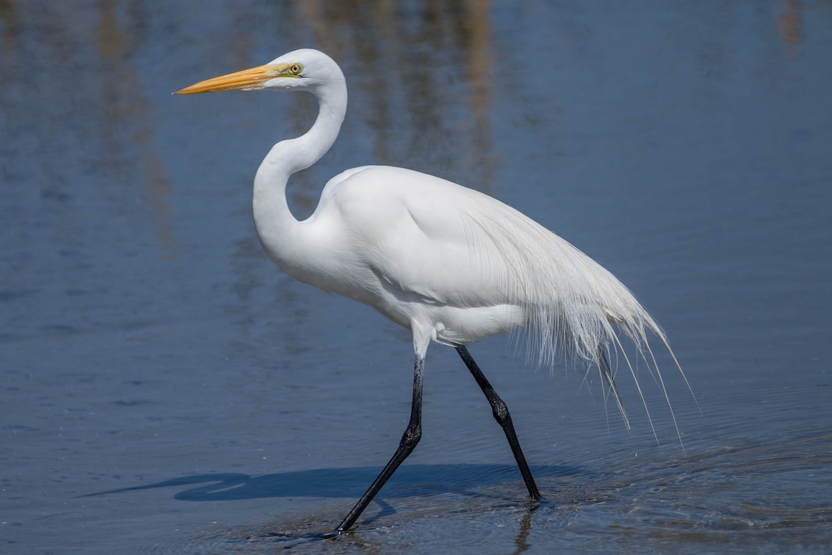 לבנית גדולה - ML647483433