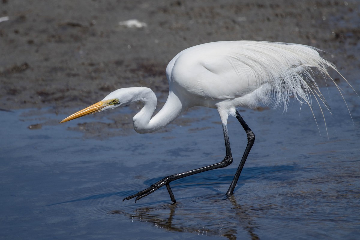 לבנית גדולה - ML647483434