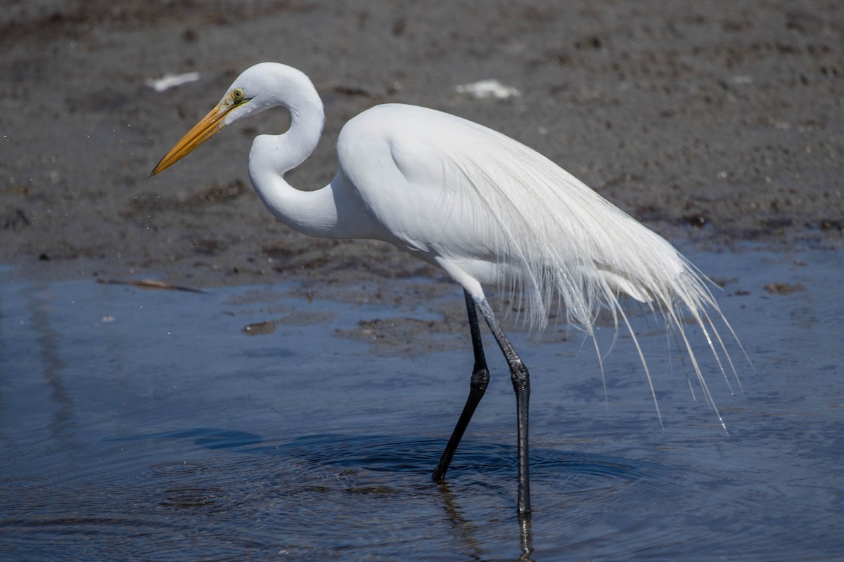 לבנית גדולה - ML647483435