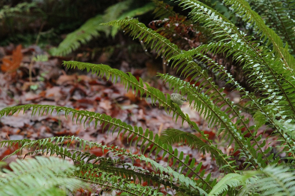 מלכילון אמריקני - ML647483437