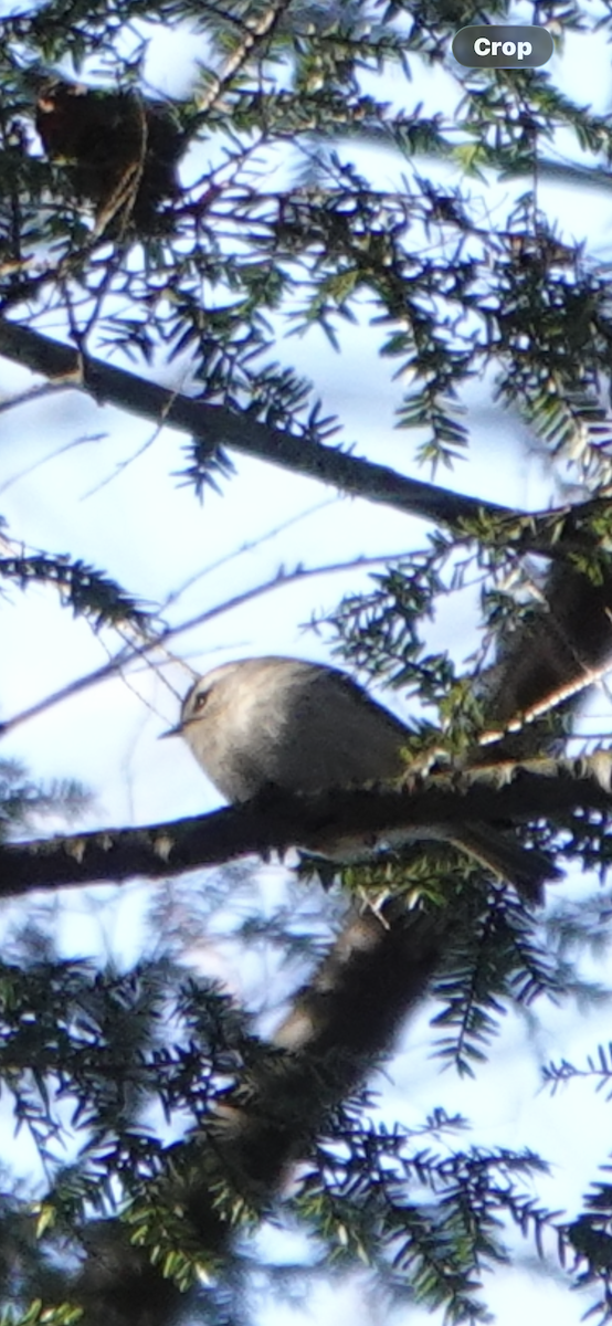 Golden-crowned Kinglet - ML647483439