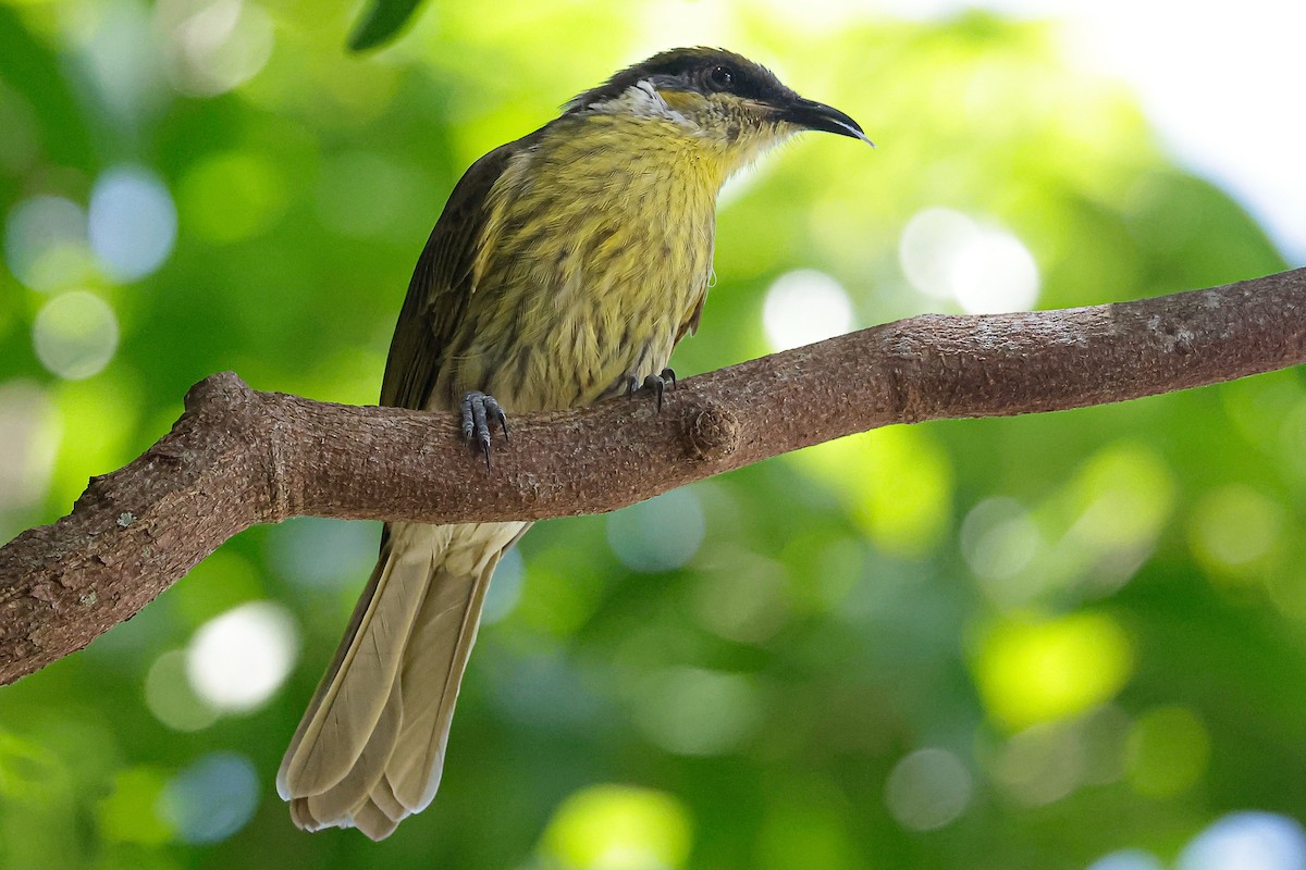 Varied Honeyeater - ML647483440