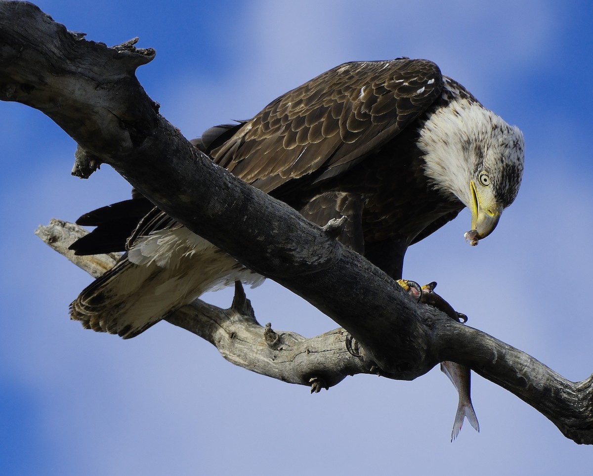 עיטם לבן-ראש - ML647483441