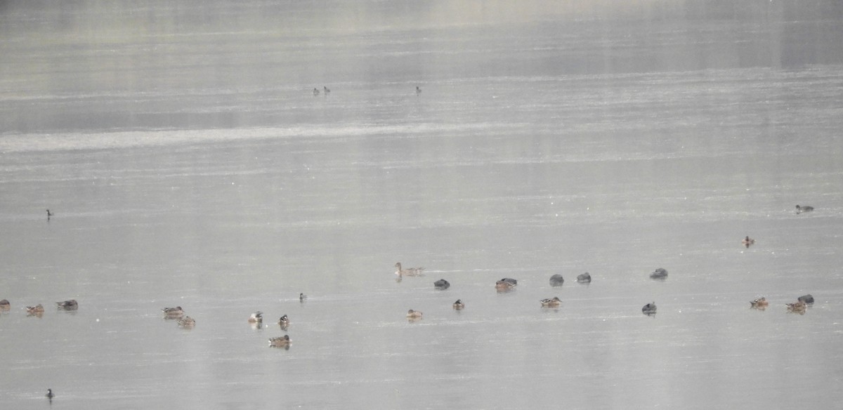 צחראש אדמוני - ML647483444