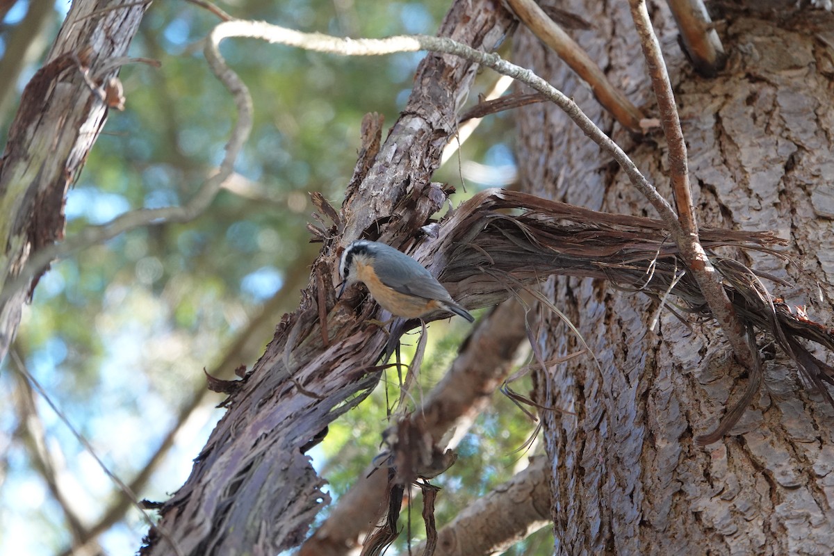 סיטה קנדית - ML647483445