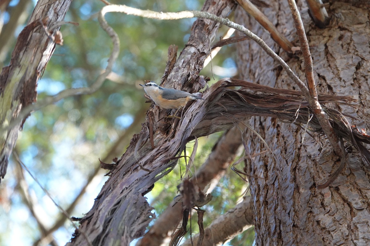 סיטה קנדית - ML647483446