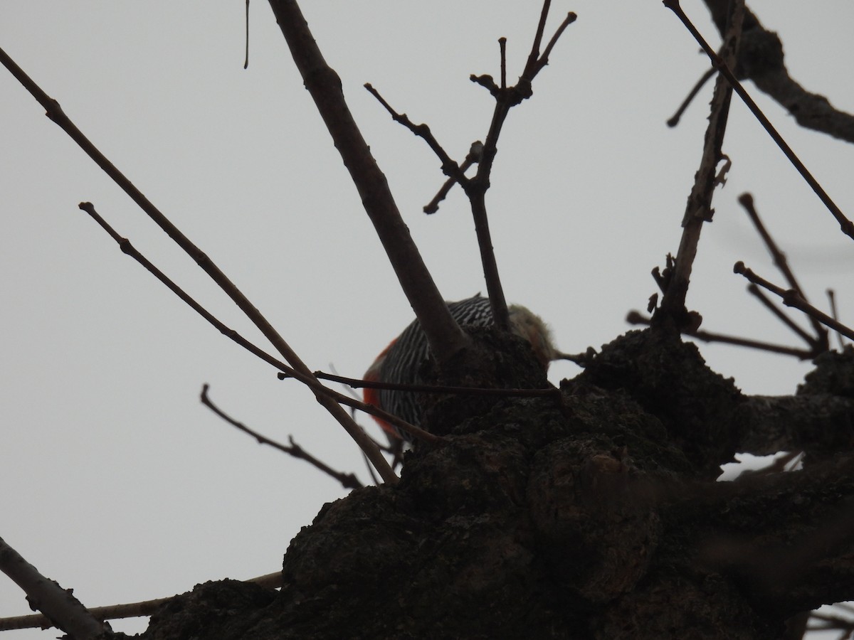 Red-bellied Woodpecker - ML647483447