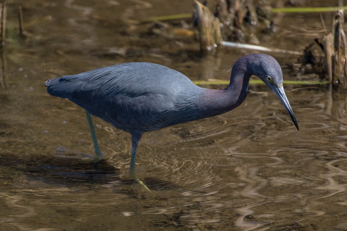 לבנית כחולה קטנה - ML647483448